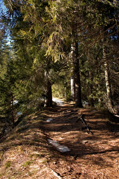 Journée Randonnée Dans Paysage Rural Intérieur Une Forêt Près Flims — Photo