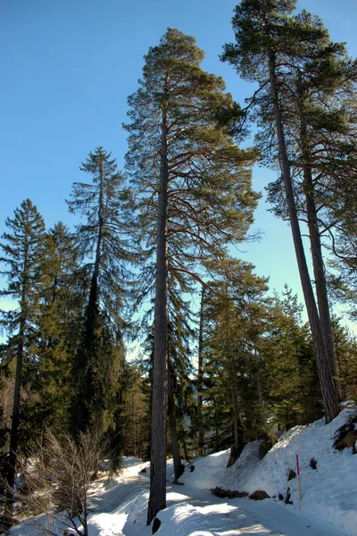 Winter Scenery Pretty Forest Area Flims Switzerland 2021 — Stock Photo, Image