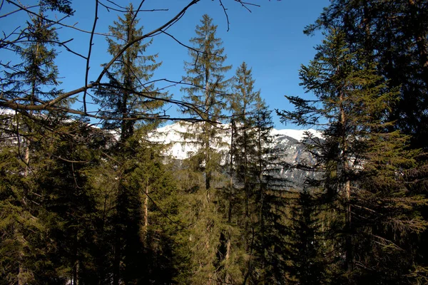 Día Senderismo Paisaje Rural Dentro Bosque Cerca Flims Suiza 2021 —  Fotos de Stock