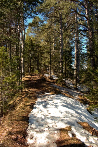 Paisagem Inverno Dentro Uma Bela Floresta Área Fiji Suíça 2021 — Fotografia de Stock