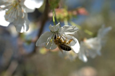 Bee, Lihtenştayn 4.2021 Vaduz 'da beyaz bir çiçekten nektar toplamakla meşgul.