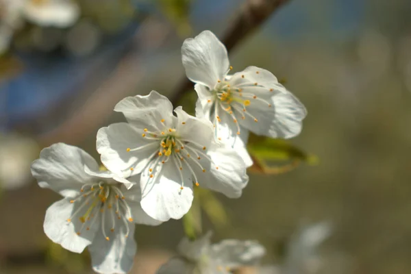 Białe Kwiaty Drzewie Wiosną Vaduz Liechtensteinie 2021 — Zdjęcie stockowe