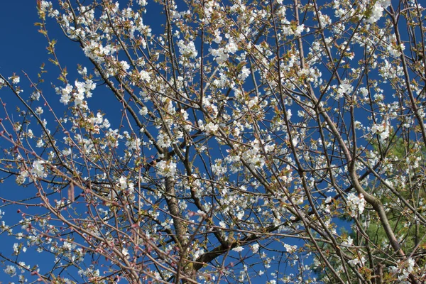 Flores Blancas Árbol Primavera Vaduz Liechtenstein 2021 — Foto de Stock