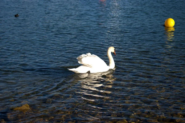 Beau Cygne Nage Dans Vallée Weesen Suisse 2021 — Photo