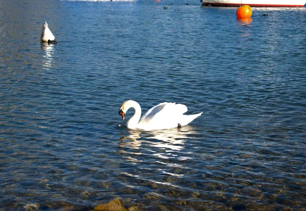 Lovely Swan Swimming Walensee Weesen Switzerland 2021 — Stock Photo, Image