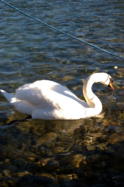 Schöner Schwan Schwimmt Walensee Weesen — Stockfoto