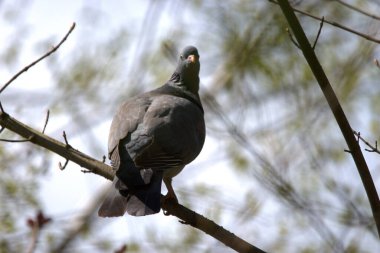İsviçre 'de Altenrhein' de bir ağacın dalında duran sevimli güvercin 20.4.2021