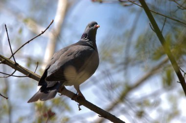 İsviçre 'de Altenrhein' de bir ağacın dalında duran sevimli güvercin 20.4.2021