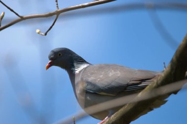 İsviçre 'de Altenrhein' de bir ağacın dalında duran sevimli güvercin 20.4.2021