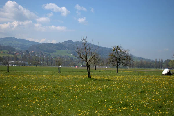 春の緑の草原の黄色の花スイスのアルテンレオリンで晴れた日に20 2021 — ストック写真