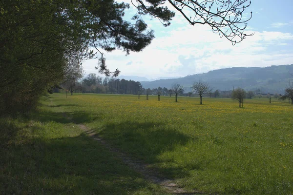 Gelbe Blumen Auf Einer Grünen Wiese Frühling Einem Sonnigen Tag — Stockfoto