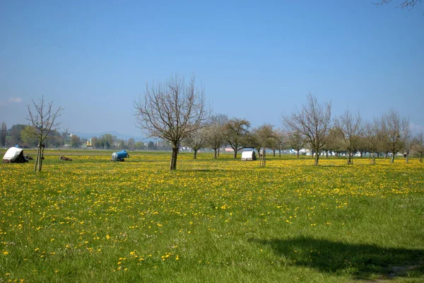 Gelbe Blumen Auf Einer Grünen Wiese Frühling Einem Sonnigen Tag — Stockfoto