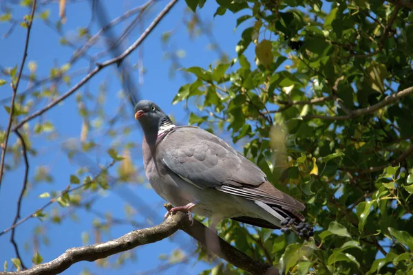 Lovely Dove Sitting Branch Tree Forest Altenrhein Switzerland 2021 — Stock Photo, Image