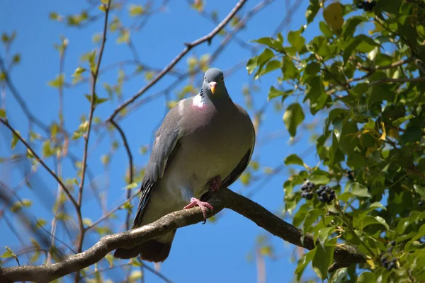 스위스 나뭇가지에 아름다운 비둘기 2021 — 스톡 사진
