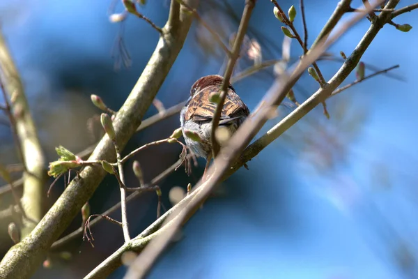 Крошечная Птичка Сидит Ветке Лесу Альтенрейне Швейцарии 2021 — стоковое фото