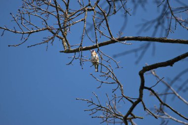 İsviçre 'de Altenrhein 21.4.2021' de bir ormandaki ağaçta tatlı minik bir kuş oturuyor.