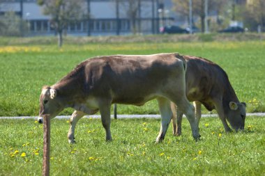 İsviçre 'nin Altenrhein şehrinde güneşli bir günde yeşil çiçekli bir çayırdaki inek 21.4.2021