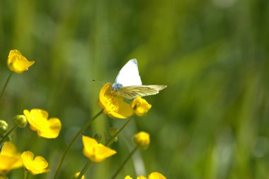 Beyaz kelebek İsviçre 'de Altenrhein' de bir tarlada sarı bir çiçeğin üzerinde oturuyor. 21.4.2021