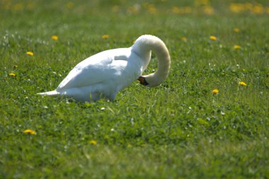 Beyaz kuğu İsviçre 'de Altenrhein' de yeşil bir alanda bulunur. 21.4.2021