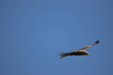 İsviçre 'de Altenrhein 21.4.2021' de mavi gökyüzünde süzülen bir Buteo Buteo ortak şahini görüyorum.