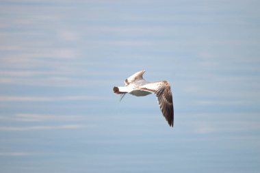 İsviçre 'de Altenrhein, Constance Gölü' nde uçan bir martı gördüm. 21.4.2021