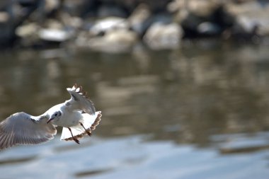 İsviçre 'de Altenrhein, Constance Gölü' nde uçan bir martı gördüm. 21.4.2021