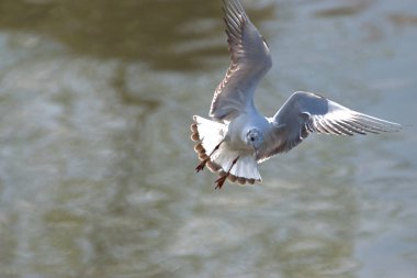 İsviçre 'de Altenrhein, Constance Gölü' nde uçan bir martı gördüm. 21.4.2021