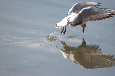 Martı, İsviçre 'nin Altenrhein kentinde Constance Gölü' nde küçük bir balık avladı.