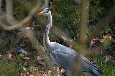 İsviçre 'de Altenrhein' de taze bir tarlada gri bir balıkçılın gözlemlenmesi 21.4.2021