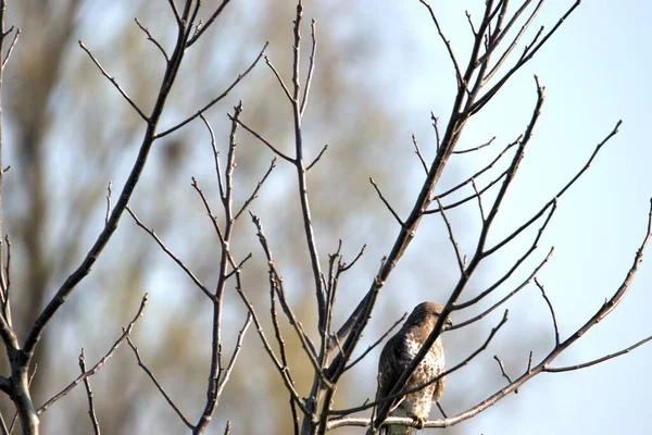 Buteo Buteo Buzzard Comum Fica Uma Filial Altenrhein Suíça 2021 — Fotografia de Stock