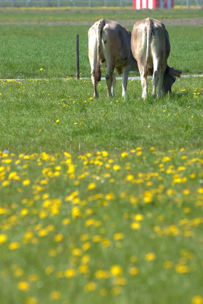 Vaca Prado Verde Com Flores Amarelas Dia Ensolarado Altenrhein Suíça — Fotografia de Stock