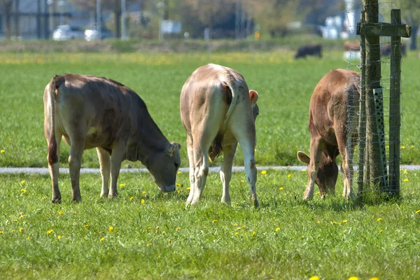 Vaca Prado Verde Com Flores Amarelas Dia Ensolarado Altenrhein Suíça — Fotografia de Stock