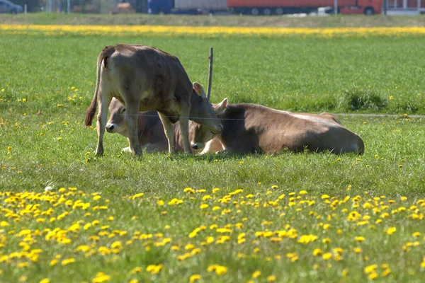 在瑞士阿尔滕莱茵的一个阳光明媚的日子 奶牛躺在黄花绿茵的草地上 — 图库照片