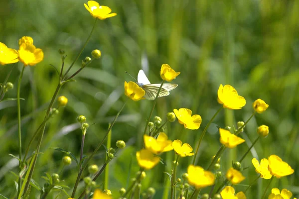 Papillon Blanc Est Assis Sur Une Fleur Jaune Dans Champ — Photo