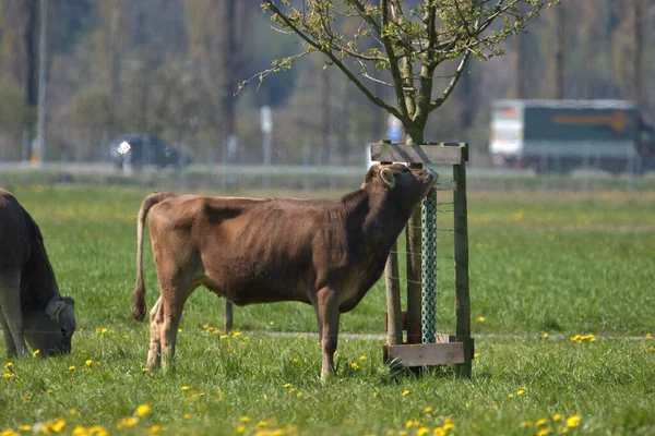 Mucca Prato Verde Con Fiori Gialli Una Giornata Sole Altenrhein — Foto Stock