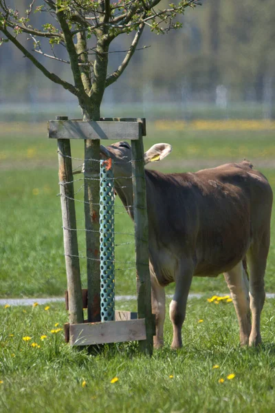 Корова Зеленій Луці Жовтими Квітами Сонячний День Альтенрейні Швейцарія 2021 — стокове фото