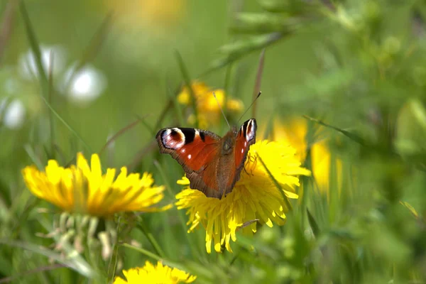Бабочка Аглаис Пикок Сидит Желтом Одуванчике Лугу Альтенрейне Швейцария 2021 — стоковое фото