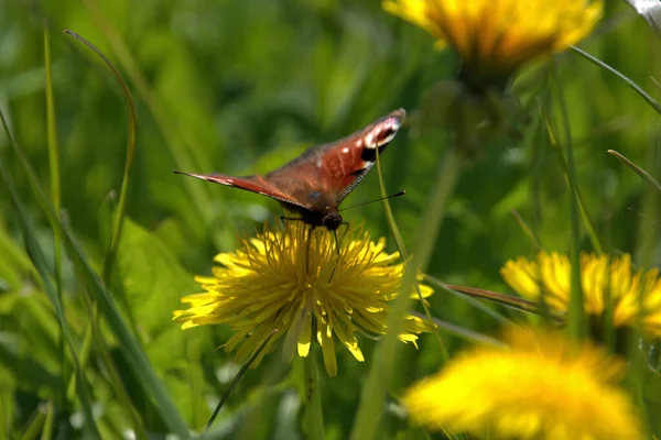 Бабочка Аглаис Пикок Сидит Желтом Одуванчике Лугу Альтенрейне Швейцария 2021 — стоковое фото