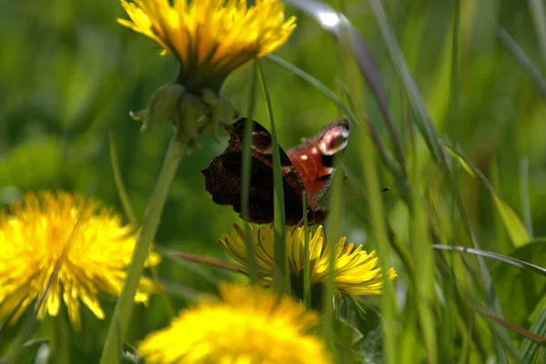 Aglais Peacock Borboleta Está Sentado Dente Leão Amarelo Prado Altenrhein — Fotografia de Stock