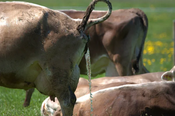 Vache Dans Une Prairie Verte Aux Fleurs Jaunes Par Une — Photo