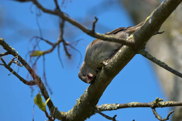 Cute Little Bird Siedzi Drzewie Lesie Altenrhein Szwajcarii 2021 — Zdjęcie stockowe