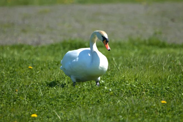 Белый Лебедь Сидит Зеленом Поле Альтенрейне Швейцария 2021 — стоковое фото