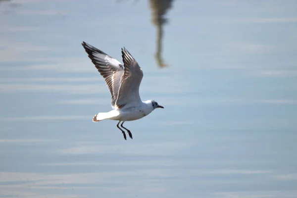 Spotting Flying Seagull Lake Constance Altenrhein Switzerland 2021 — Stock Photo, Image