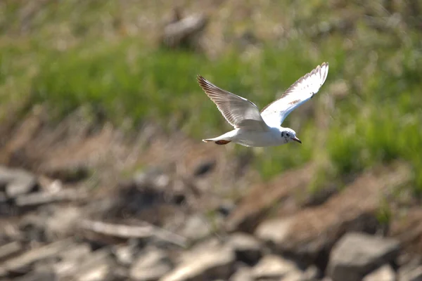 Spotting Flying Seagull Lake Constance Altenrhein Switzerland 2021 — Stock Photo, Image