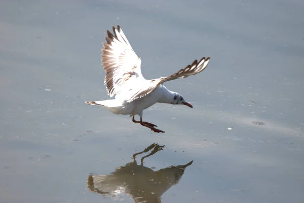 Εντοπισμός Ιπτάμενου Γλάρου Στη Λίμνη Της Κωνσταντίας Στην Αλτενραίνη Της — Φωτογραφία Αρχείου