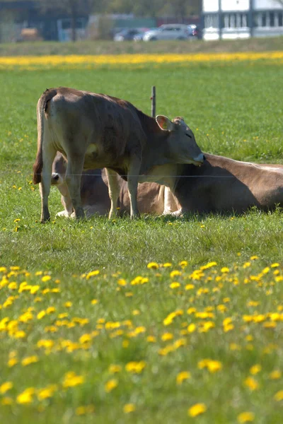 スイスのアルテンレオリンで晴れた日に黄色の花を持つ緑の牧草地で牛21 2021 — ストック写真