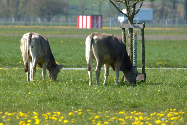 Mucca Prato Verde Con Fiori Gialli Una Giornata Sole Altenrhein — Foto Stock