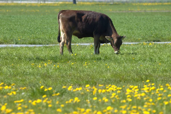 スイスのアルテンレオリンで晴れた日に黄色の花を持つ緑の牧草地で牛21 2021 — ストック写真