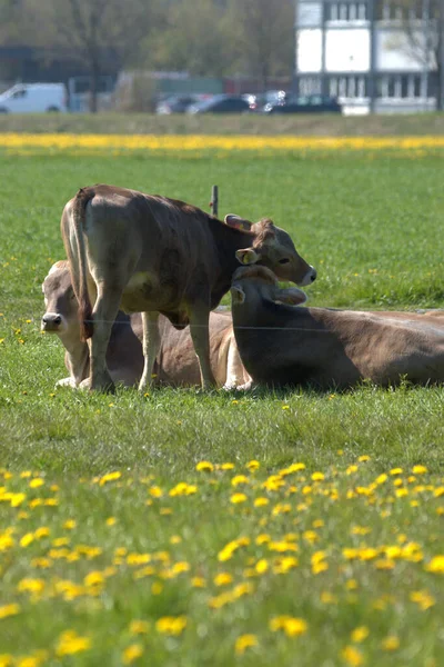 Vaca Prado Verde Com Flores Amarelas Dia Ensolarado Altenrhein Suíça — Fotografia de Stock