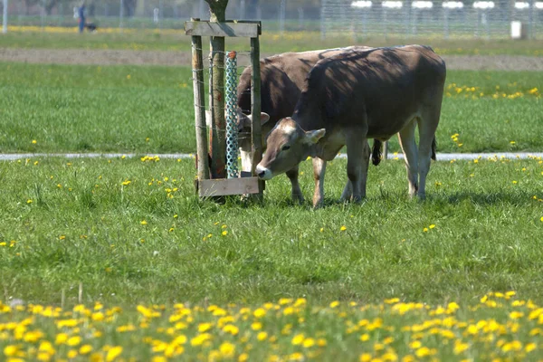 Krowa Zielonej Łące Żółtymi Kwiatami Słoneczny Dzień Altenrhein Szwajcarii 2021 — Zdjęcie stockowe